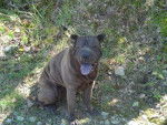 shar pei - Tobbias de la Vallée de huang - Shar-Peï