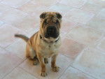 Angelo un Shar-pei de un an 1/2 - Shar-Peï
