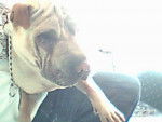 Shar-peï --- Bobby - Shar-Peï