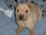shar peï. Botox 6 semaines. - Shar-Peï