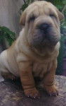ANGELO - Shar-Peï Mâle (3 mois)