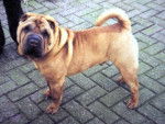 Ulane - Shar-Peï (8 ans)