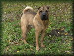 Dante - Shar-Peï Mâle (5 ans)