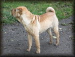 La belle Gandja - Shar-Peï (5 ans)