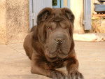 Uyhko au soleil !!!!!!!!!!!!!! - Shar-Peï