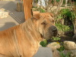 Photo Shar-Peï