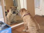 Miroir, miroir, dis moi qui est laplus belle !!!!!!!!!!! - Shar-Peï