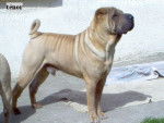 Elevage du thé de chine - Shar-Peï