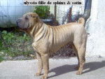 Élevage du thé de chine - Shar-Peï