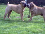 Élevage du thé de chine - Shar-Peï