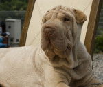 Photo Shar-Peï