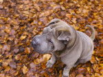 Photo Shar-Peï