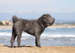 Un Shar-Peï au bord de la plage