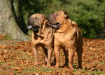 Deux Shar-Peï couleur fauve debout dans les feuilles mortes