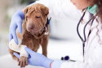 Un Shar-Peï se fait bander la patte chez le vétérinaire