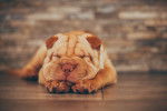 Un Shar-Peï endormi sur du parquet
