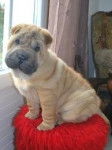 Jay-lise - Shar-Peï (9 mois)
