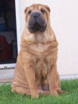 Detroit Girl Peytonsofbucks du Manoir de Kerlessy - Shar-Peï (6 mois)
