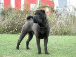Brutus du Royayme des Sphynx - Shar-Peï Mâle (2 ans)