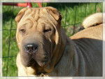 Baccara - Shar-Peï (4 ans)