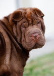 Hinshi of Dynastie Han two - Shar-Peï Mâle (1 an)
