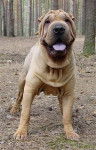 Vanez des plaines sauvage - Shar-Peï (3 ans)