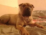 Shae - Shar-Peï (5 ans)