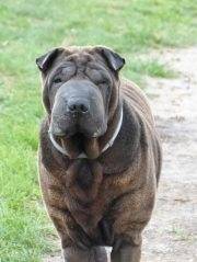 Cashe - Shar-Peï (5 ans)