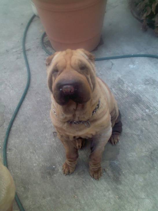 shapita - Shar-Peï (2 ans)