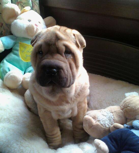 Dakota - Shar-Peï (4 ans)