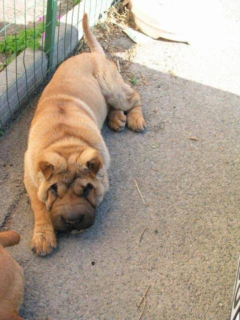 Shar-pei Angelo - Shar-Peï