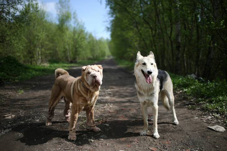 Un Shar-Peï en promenade avec un autre chien