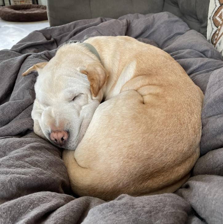 Un Shar-Peï allongé sur un lit et semblant dormir 