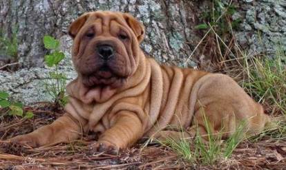 Un Shar Peï allongé dans une forêt