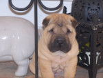Dora - Shar-Peï Femelle (1 an)