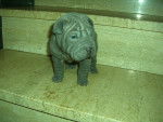hei-ko - Shar-Peï Mâle (2 mois)