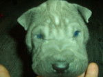 hei-ko - Shar-Peï Mâle (2 mois)