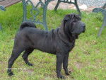 chiro - Shar-Peï Mâle (3 ans)
