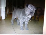 heimi - Shar-Peï Femelle (3 mois)