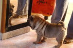 Hooper - Shar-Peï Mâle (3 mois)