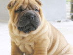 lpolin - Shar-Peï Femelle (2 mois)