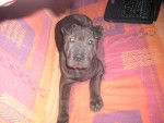 Eden - Shar-Peï Femelle (6 mois)