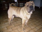 shar pei du the de chine - Shar-Peï