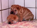 shar-peï - chiots femelles - Shar-Peï