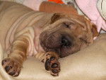 shar-pei - Shar-Peï