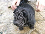 Shar-Pei - Shar-Peï