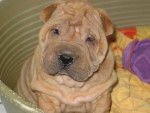 shar pei - Shar-Peï