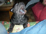 Shar-pei - Shar-Peï