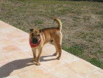 Shar-pei : ANGELO - Shar-Peï