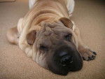 Ukyo - Shar-Peï Mâle (5 mois)
